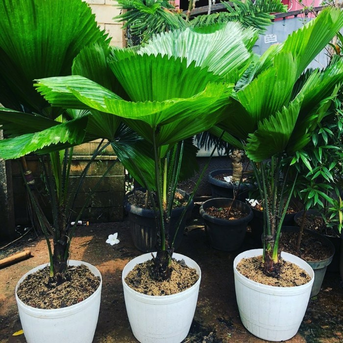 Palem Kol // Palem Kipas