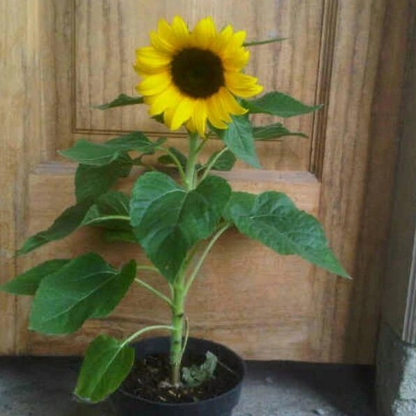 Tanaman matahari/tanaman bunga matahari/tanamaan bunga
