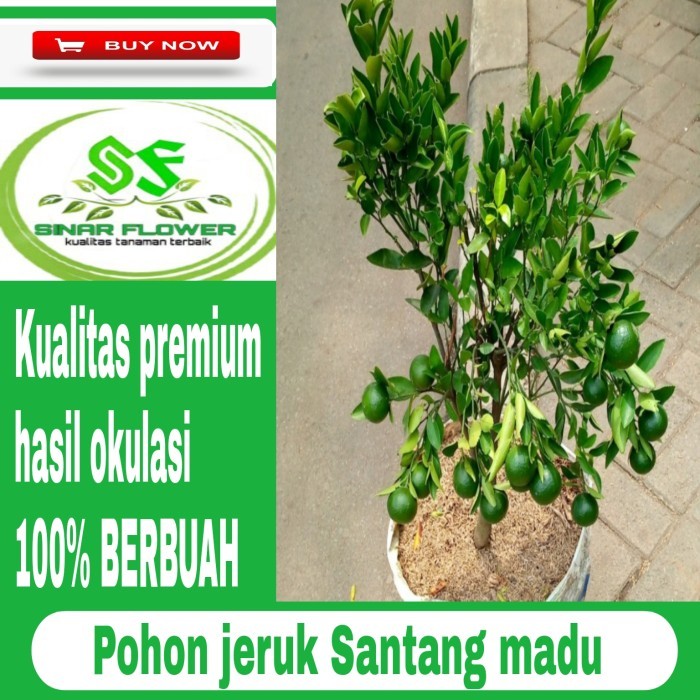 pohon jeruk santang madu berbuah/jeruk manis/pohon jeruk
