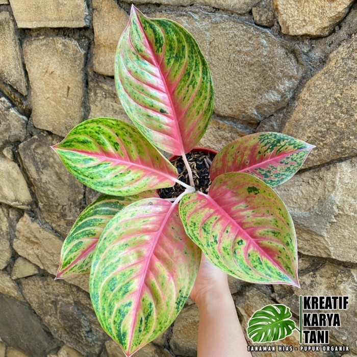 Tanaman hias aglonema andini - Aglonema Andini