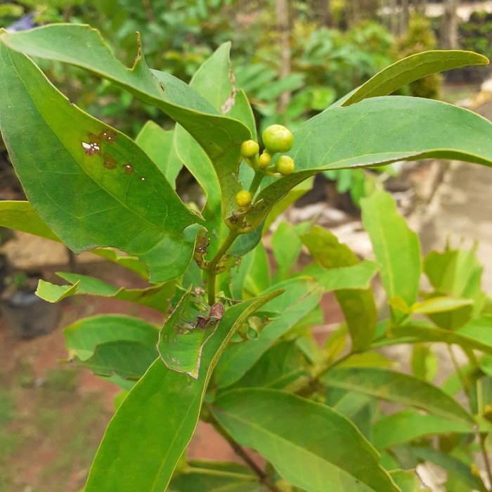 jambu air kancing berbunga