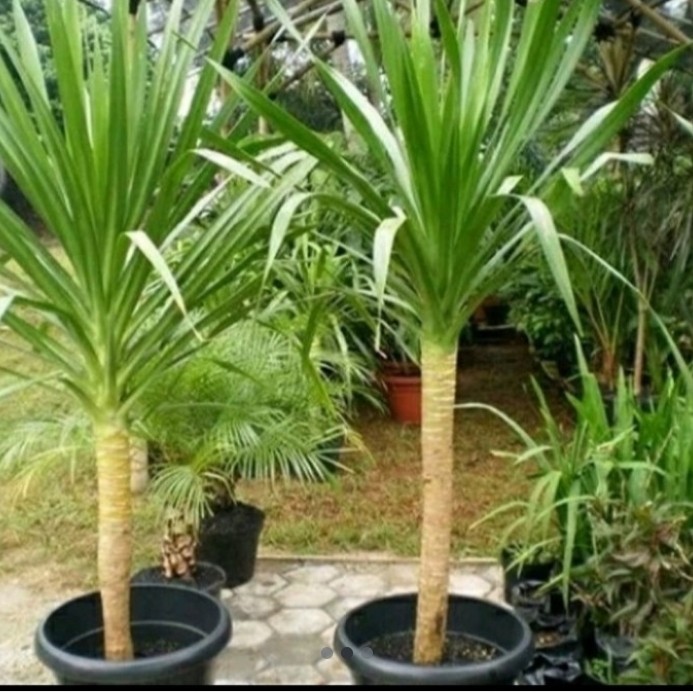 pandan Bali 1,5 meter