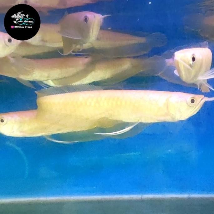 NEW IKAN HIAS IKAN ARWANA BRAZIL SILVER ALBINO TANKMATE