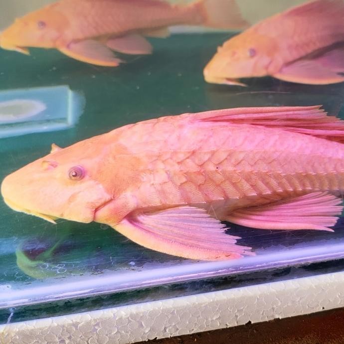 NEW IKAN HIAS IKAN SAPU SAPU ALBINO JUMBO PEMBERSIH LUMUT AQUARIUM