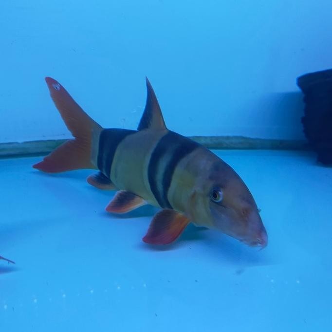 NEW IKAN HIAS IKAN BOTIA BADUT SIZE BESAR TANKMATE PREDATOR