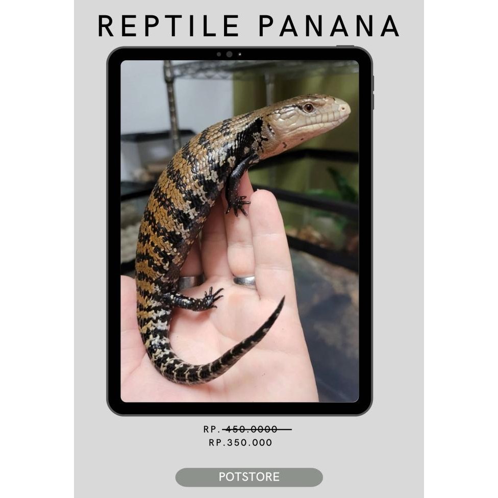 

BLUE- REPTIL- PANANA BLUE TONGUE SKINK / KADAL LIDAH BIRU