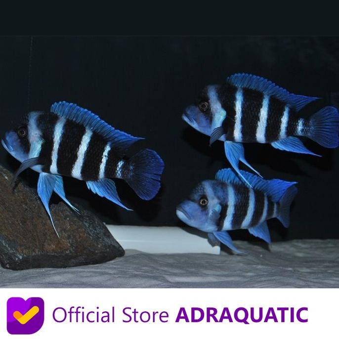 

BLUE- IKAN HIAS FRONTOSA MOBA BLUE CICHLID TANGANYIKA AIR TAWAR