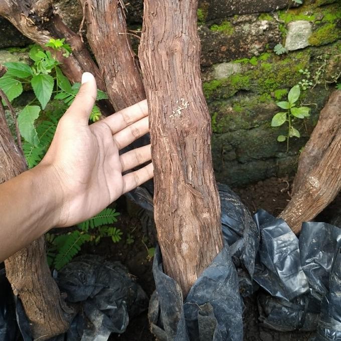 

Rootstock anggur alfonso batang besar bonggolan mudah berakar COD