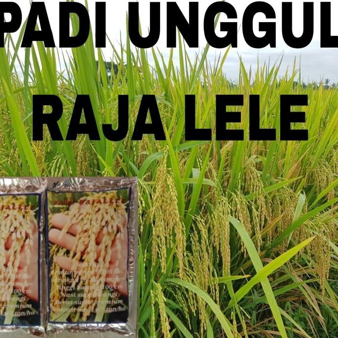 

bemih padi raja lele kemasan 1kg COD