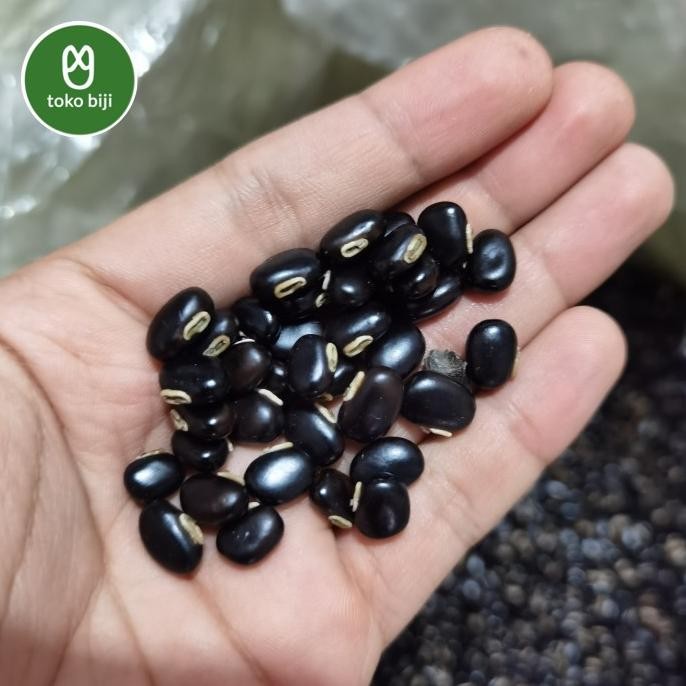 

Kacang Mucuna bracteata / kacang MB / benih MB COD