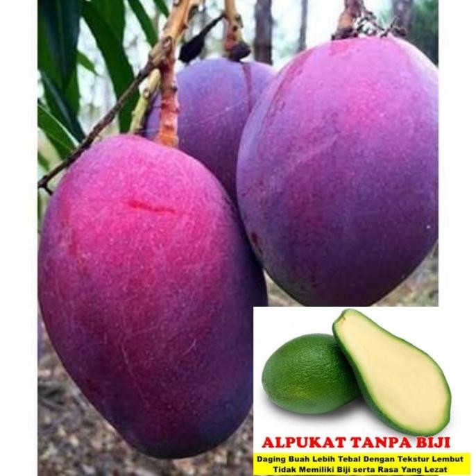 

paket mangga king purple dan alpukat tanpa biji COD