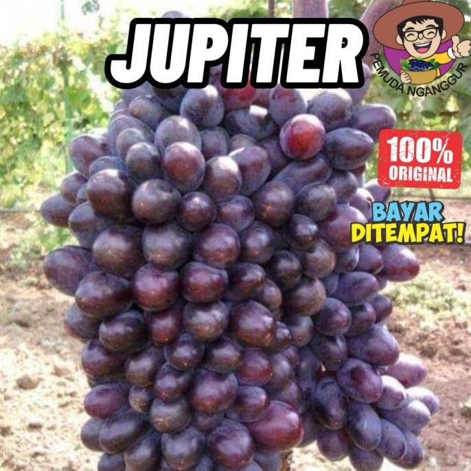

BIBIT ANGGUR IMPORT JUPITER SEEDLESS BERAROMA FOXY COD