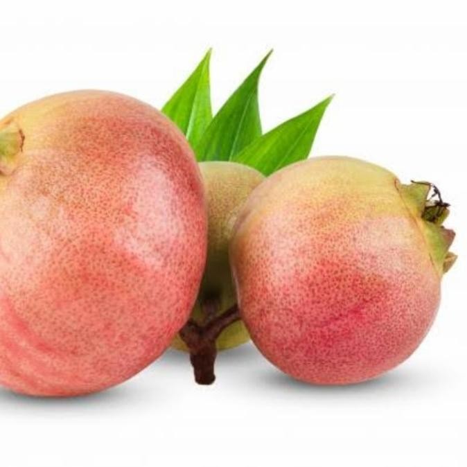 

Syzygium Jambos | Rose Apple Pomarosa | Pohon Buah Segar Jambu Mawar COD