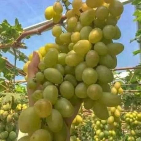 

Bibit anggur import Dixon (grafting) okulasi manis bisa berbuah 5 bln COD