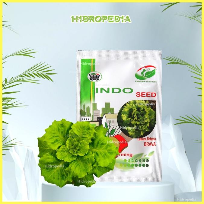 

Selada Batavia Lettuce Brava (Isi +- 1000 biji) - Indo Seed Hidropedia COD