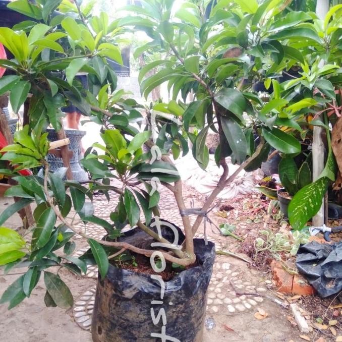 

pohon sawo madu cangkok COD