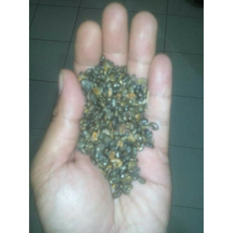 BENIH OROK-OROK (CROTALARIA JUNCEA)