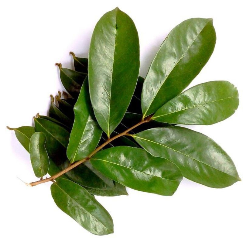

Daun salam segar 50 lembar