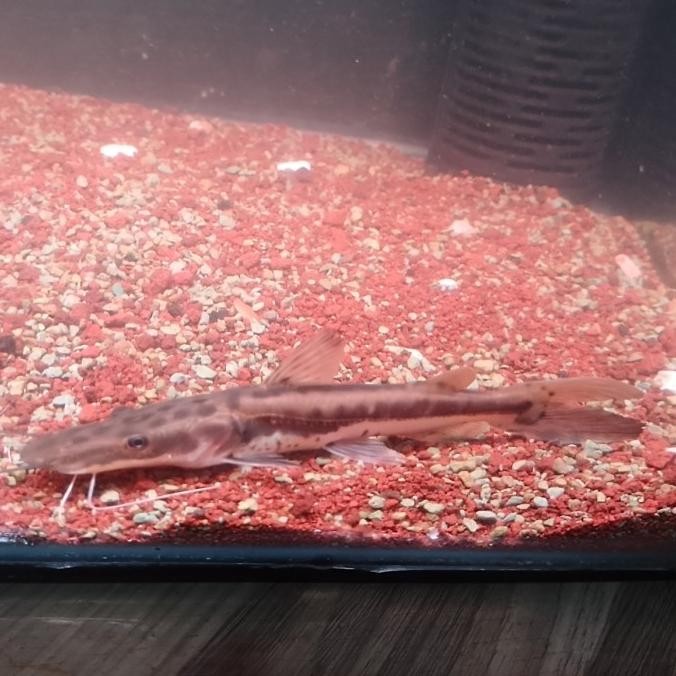 ikan hybrid surobim 5 X TSN catfish
