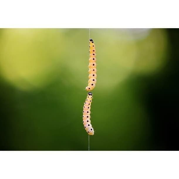 Insektisida ammate 100ml