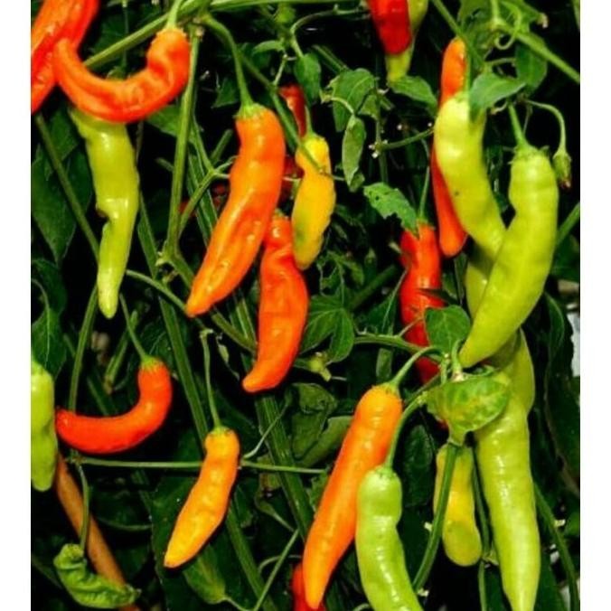 BENIH Cabe Rawit Putih Unggul CARIKA