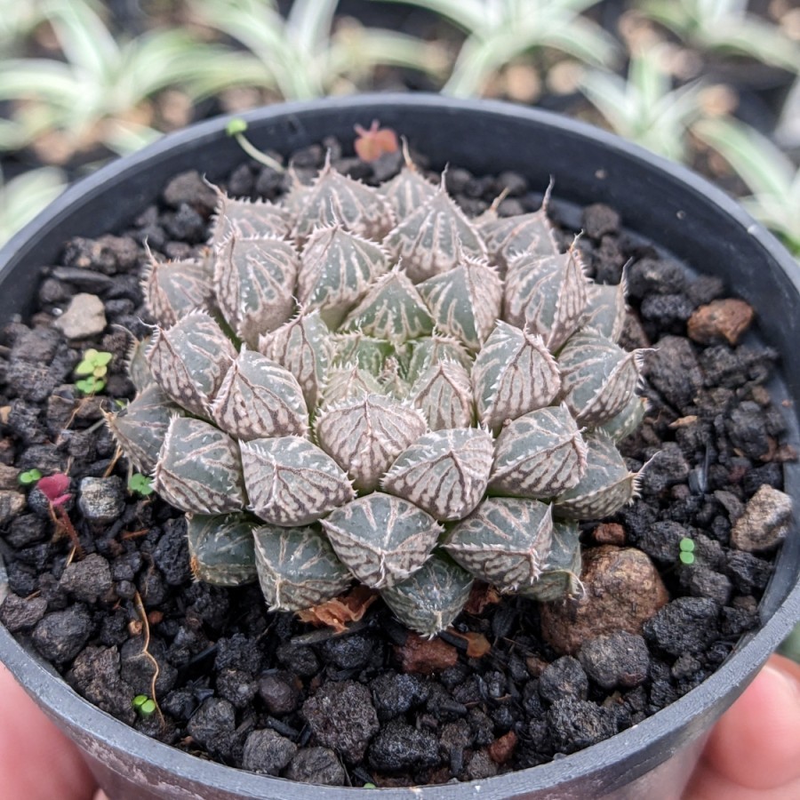 Haworthia Obtusa Mirror Ball