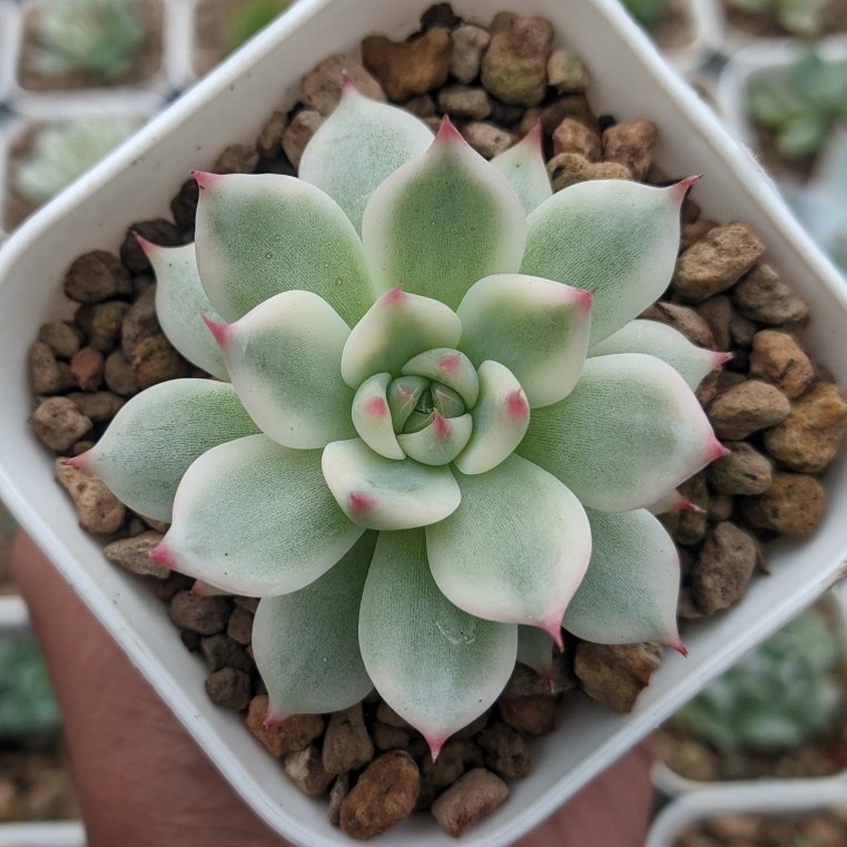 Echeveria Chihuahuaensis Variegated