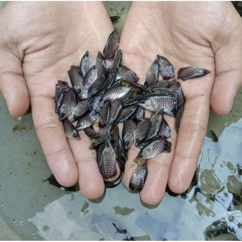 Bibit GURAME SOANG UKUR SILET paket 10 ekor