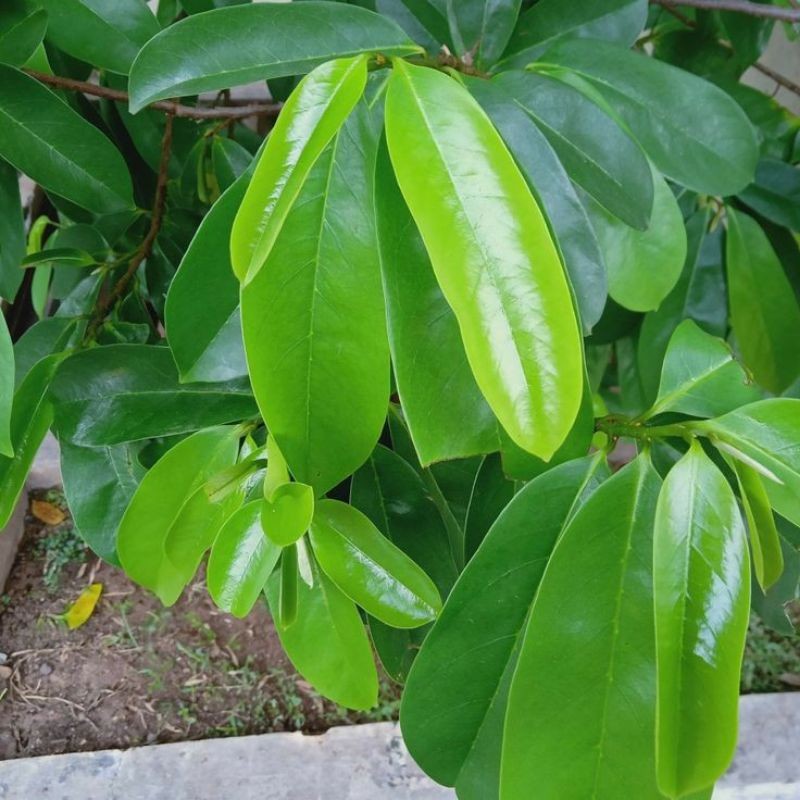 

daun sirsak/nangka walanda/ segar 50 lembar