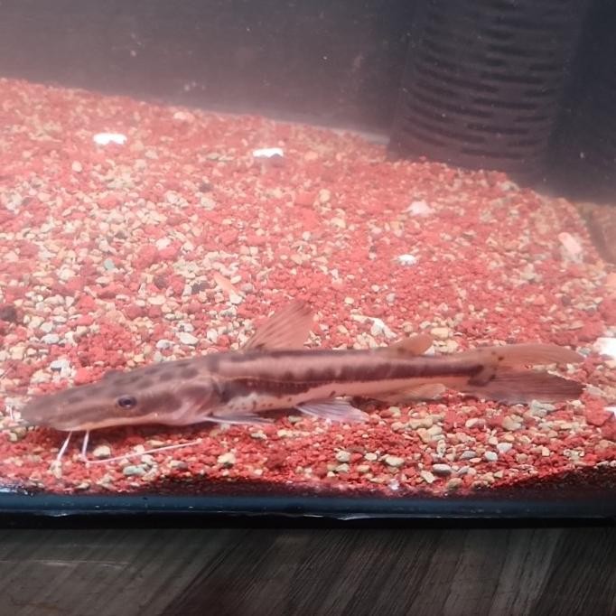 Ikan Hybrid Surobim 5 X Tsn Catfish