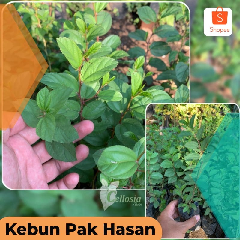 Bibit Tanaman Pohon Bidara Arab Asli Daun Bidara Arab Terlaris