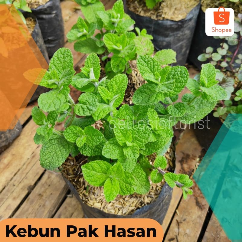 Tanaman Herbal dan Rempah Daun Apel Mint / Apple Mint Untuk Minuman Terlaris