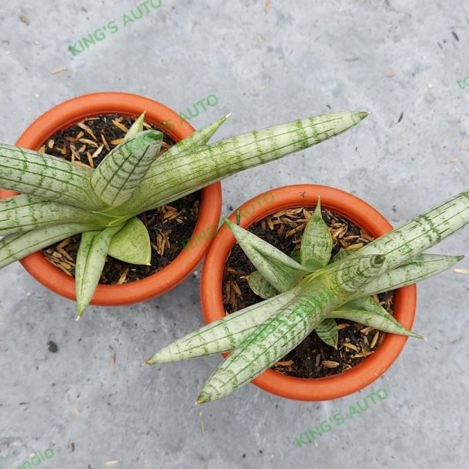 BESS SELLER SANSE / SANSEVIERIA BONCEL SILVER 23112022