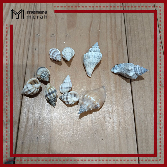Cangkang kerang laut untuk kerajinan/ dekorasi