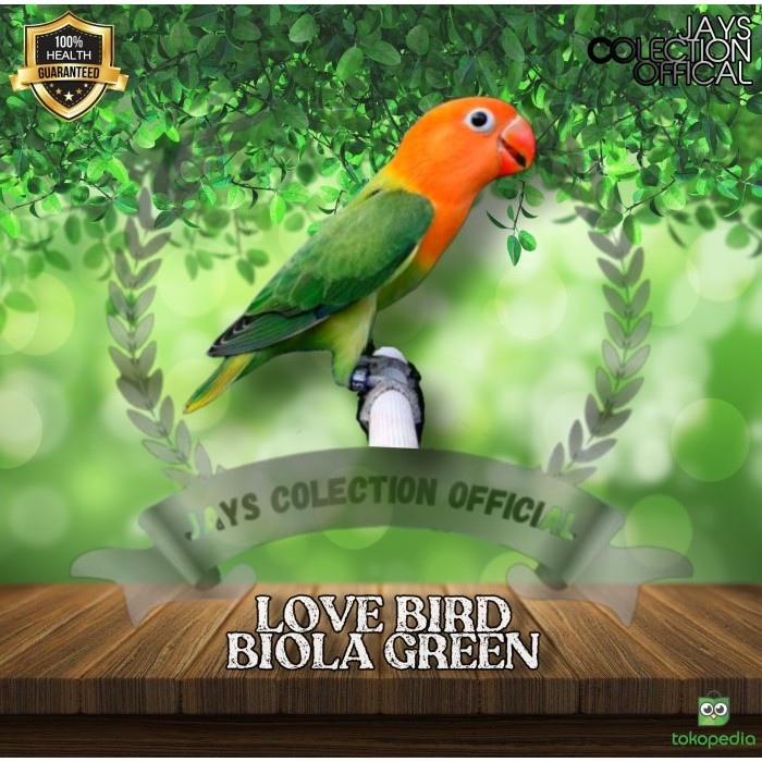 Burung Lovebird Biola Green BISA FAKTUR