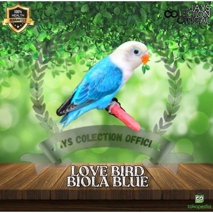 Burung Lovebird Biola Blue Garansi PRODUK TERBATAS