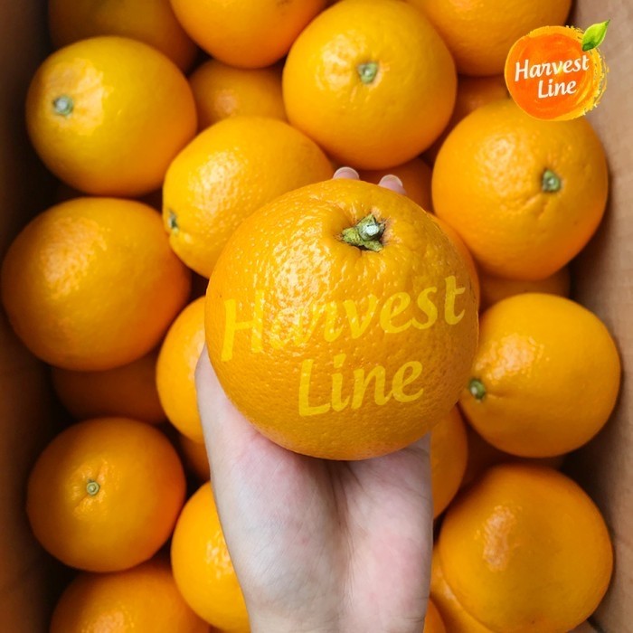 

[GROSIR] BUAH JERUK ORANGE VALENCIA per DUS [HARVEST LINE]