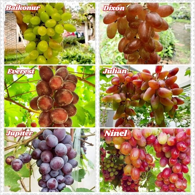 FRES paket 6 bibit anggur import - bibit anggur unggul - bibit buah anggur VALID