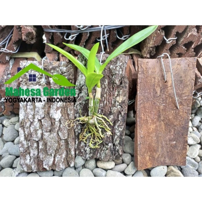 (7 pcs )Papan Kulit Kayu Pinus Media Tanam Anggrek dupkye 2565ti