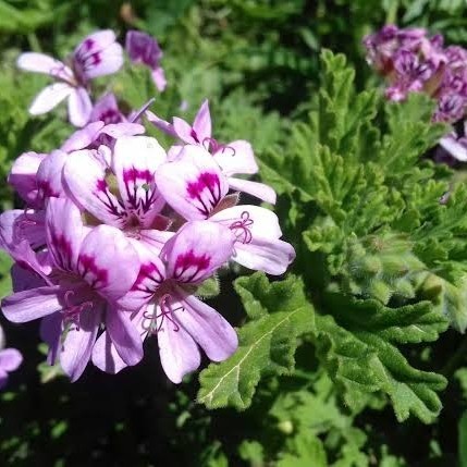 Geranium essential oil 100% Geranium oil Minyak aromaterapi geranium