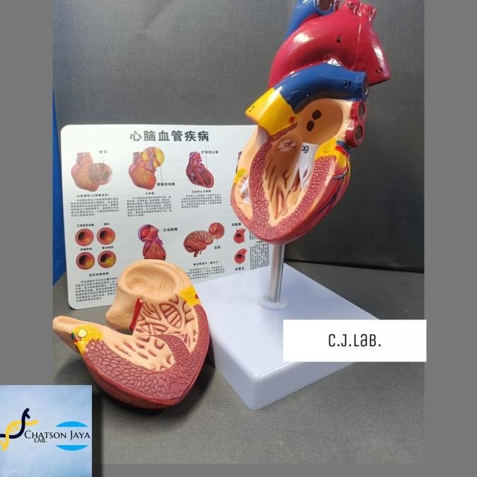 Alat Peraga Anatomi Jantung Manusia Terdiri 2 Bagian-Manekin Jantung
