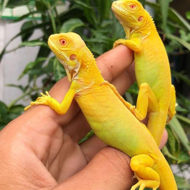 TERLARIS Albino Iguana BabyUP 40-45cm/Green iguana albino nominus KUNING MEWAH