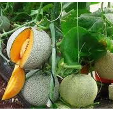 BIBIT BENIH BUAH MELON MADU KUALITAS PREMIUM