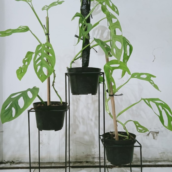 Rak Pot Bunga Besi Model Informa, Rak Tanaman Minimalis Modern, Murah