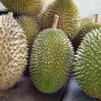 

TERLARIS! durian lokal Banyumas manis dan lengket