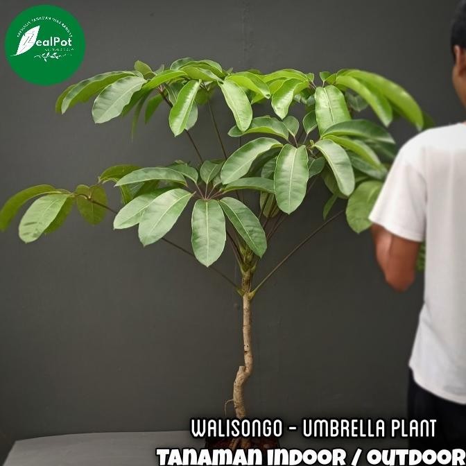 tanaman hias indoor Walisongo ukuran besar