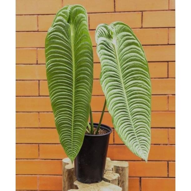 Tanaman hias Anthurium veitchii asli / Anturium pecei vicii