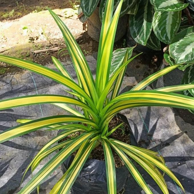 BARU Pandan variegata - tanaman hias - tanaman murah ASLI