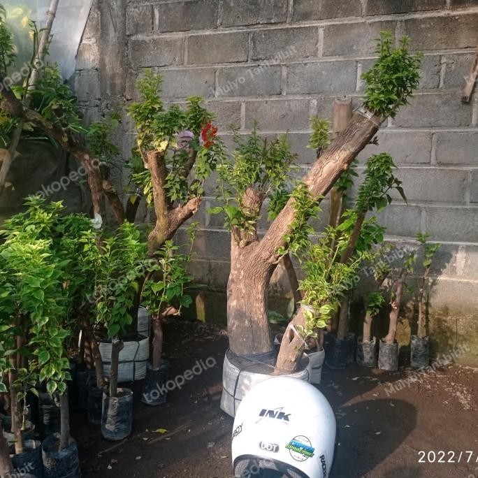 Tanaman hias bonsai bougenville singapore super jumbo