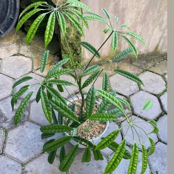 walisongo pete tanaman - tanaman hias - tanaman murah